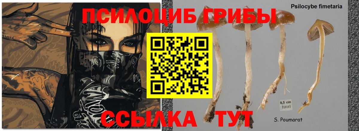 Галлюциногенные грибы GOLDEN TEACHER Всеволожск